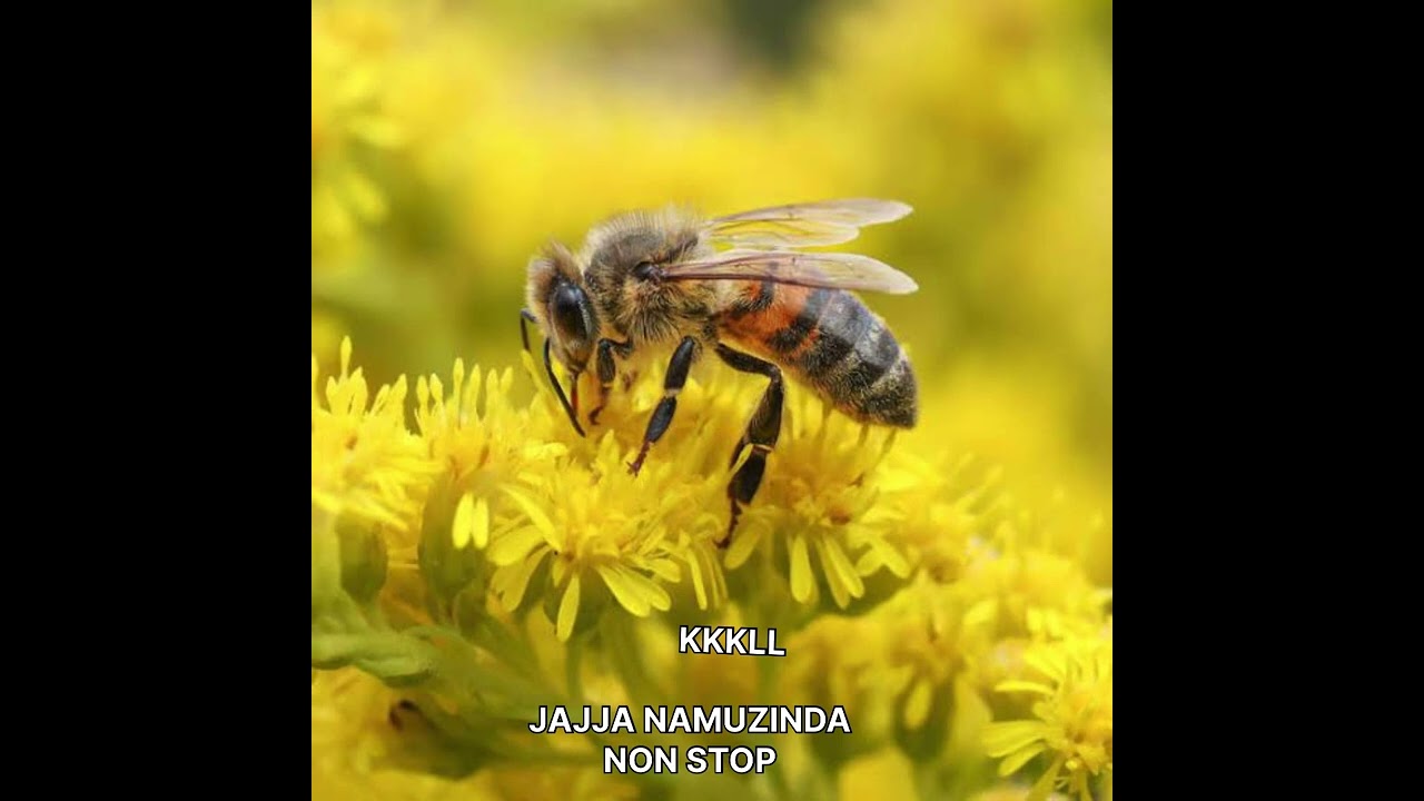 ENYIMBA ZA JAJJA NAMUZINDA NON STOP BY  KKKLLL