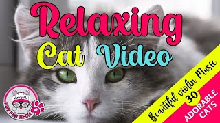 Relaxing Cat Video 30 Adorable Cats Beautiful Calming Music Violin Music Cute Cats and Kittens by Pink Paw Media 11 views 2 years ago 10 minutes, 37 seconds