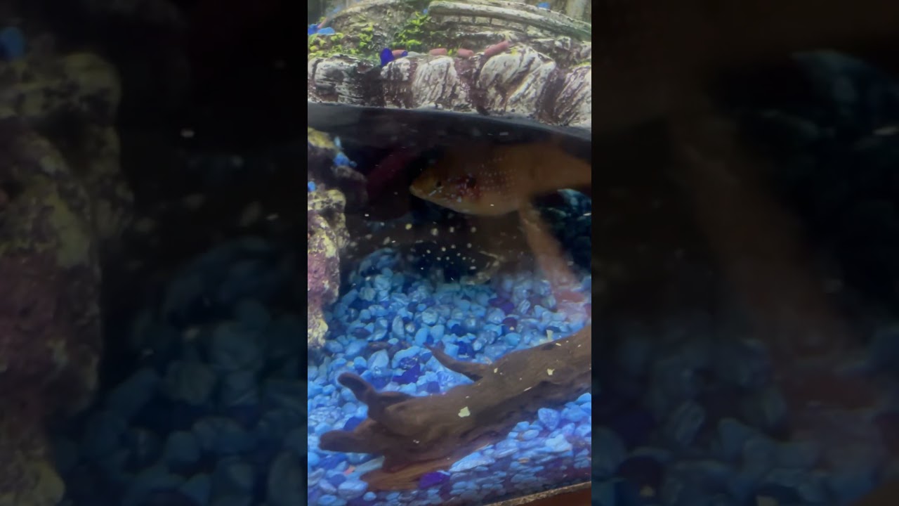See! Spotted rapheal finally makes an appearance after 3 years of hiding. Feeding time