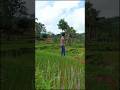 tenang,adem disini,bikin lupa waktu#hidupdidesa #wisata #sawah #suasanapedesaan #nature #explore