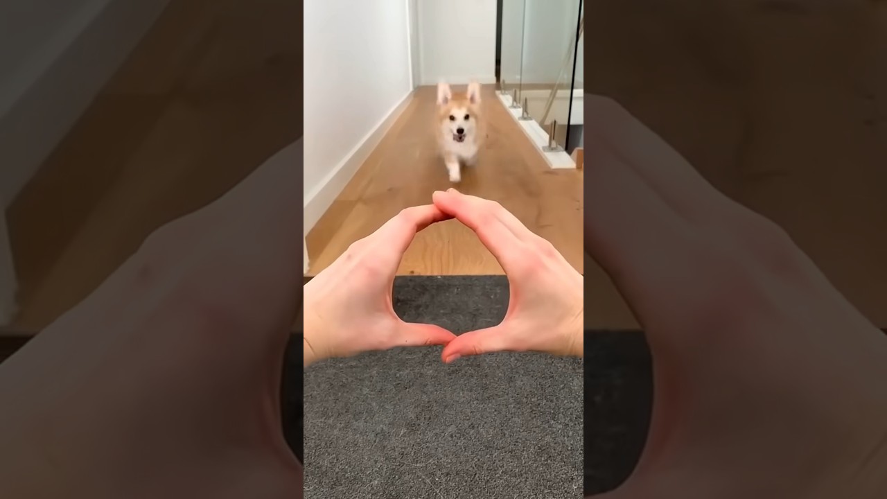 Милые моменты с корги 😍😍😍🙀 