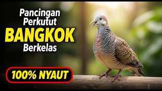 Download Lagu PANCINGAN PERKUTUT BANGKOK PALING AMPUH ‼️ LANGSUNG BIKIN PERKUTUT GACOR \u0026 NYAUT TANPA HENTI MP3