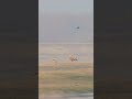 Mongolia to Burdwan Ruddy Shelduck #birds #reelschallenge #wildlife #reels #funny #kids