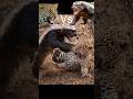 Tiny Terror: Honey Badger Takes On Leopard Baby #shorts #animals