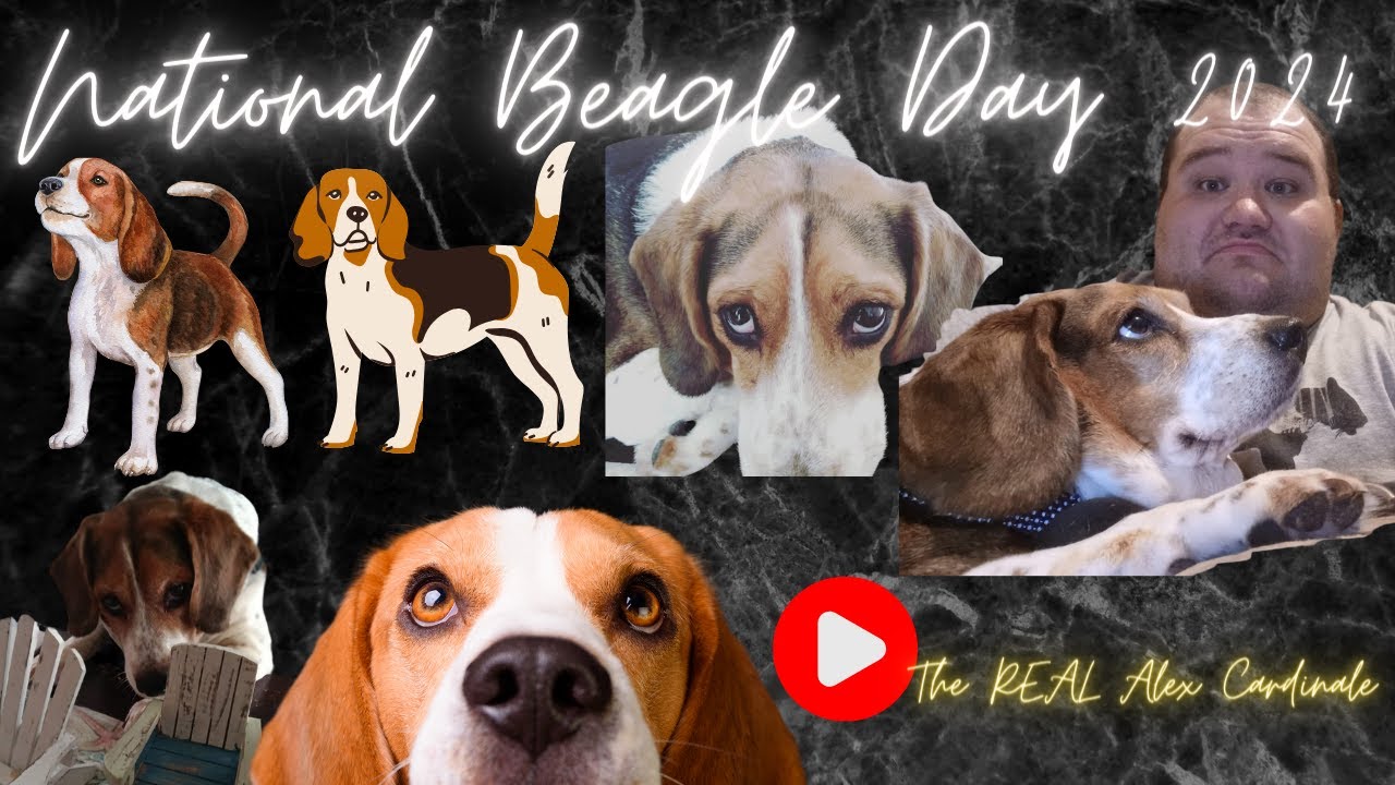 National Beagle Day 2024 FTING. Brandi the Beagle - YouTube
