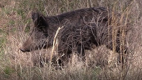 WILD HOG WITH SHOTGUN SLUG AT 10 YARDS!!