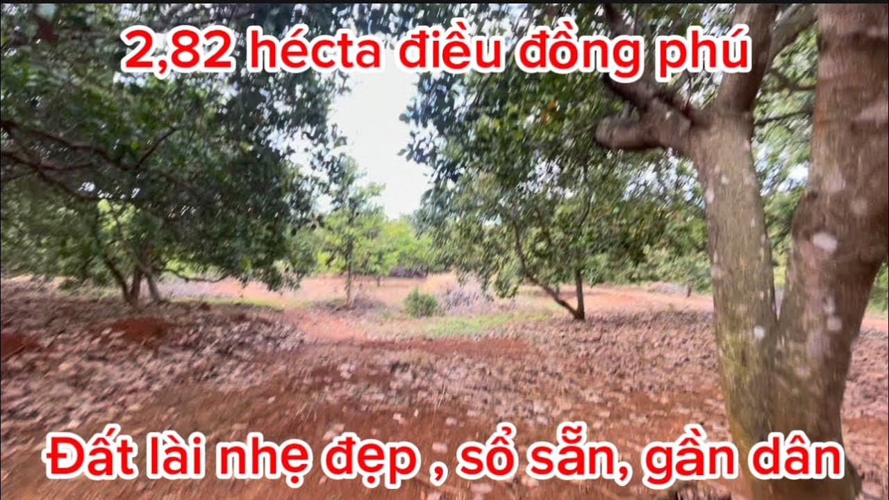 Mảnh vườn điều đất bằng lài đẹp. Đường ô tô tận nơi. Đất huyện đồng phú. 0385390009