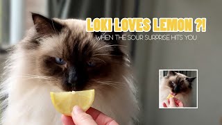 Unexpected LEMON Surprise for Cute Ragdoll Cat  He LOVES It?!  | LokitheRagdoll