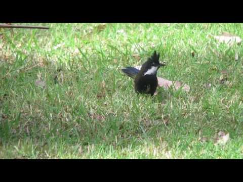 Eastern Whipbird being