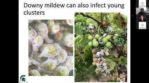 Grape Disease Management: Best Practices for Disease and Fungicide Resistance Management