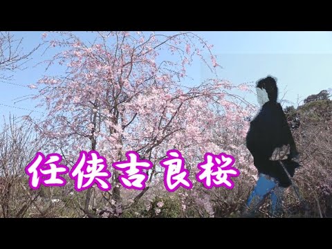 任侠吉良桜  / 唄：世古口 勇 / 作詞：かが まさし / 作曲： 橋本 博行 / 編曲：渡邉 千峰