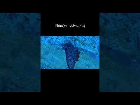 ekim’25 - vidyokolaj