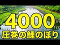 絶景【ドローン男子空撮】群馬・館林の空を泳ぐ4000匹!鶴生田川の鯉のぼりが圧巻すぎた