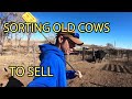 SORTING OFF OLD COWS TO SELL