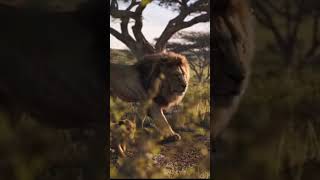 Король Лев 3D Hd Mufasa Симба