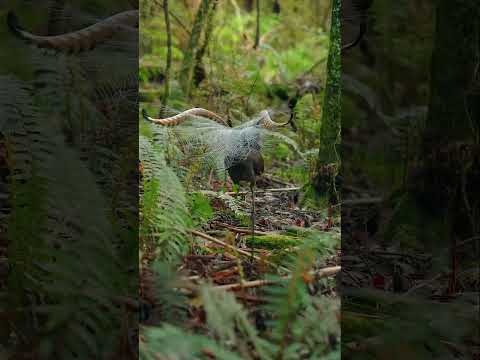 طائر القيثارة المذهل وريش ذيله الجميل مجموعة من الأصوات من أصوات الطيور وصوت الإنسان طيور طبيعة 