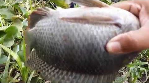 CÂU CÁ ĐỒNG QUÊ||CÂU CÁ Ở CON KÊNH LỤC BÌNH DẦY ĐẶC||MINH ĐỨC MT