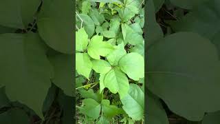 Similar to clover, POISON IVY can also have the rare mutation to have 4+ leaves#shorts #nature #rare