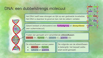 DNA vs RNA: verschillen en overeenkomsten