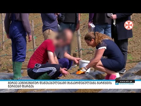 მერვე პენიტენციურ დაწესებულებაში მსჯავრდებულებმა მარწყვის ნერგები დარგეს