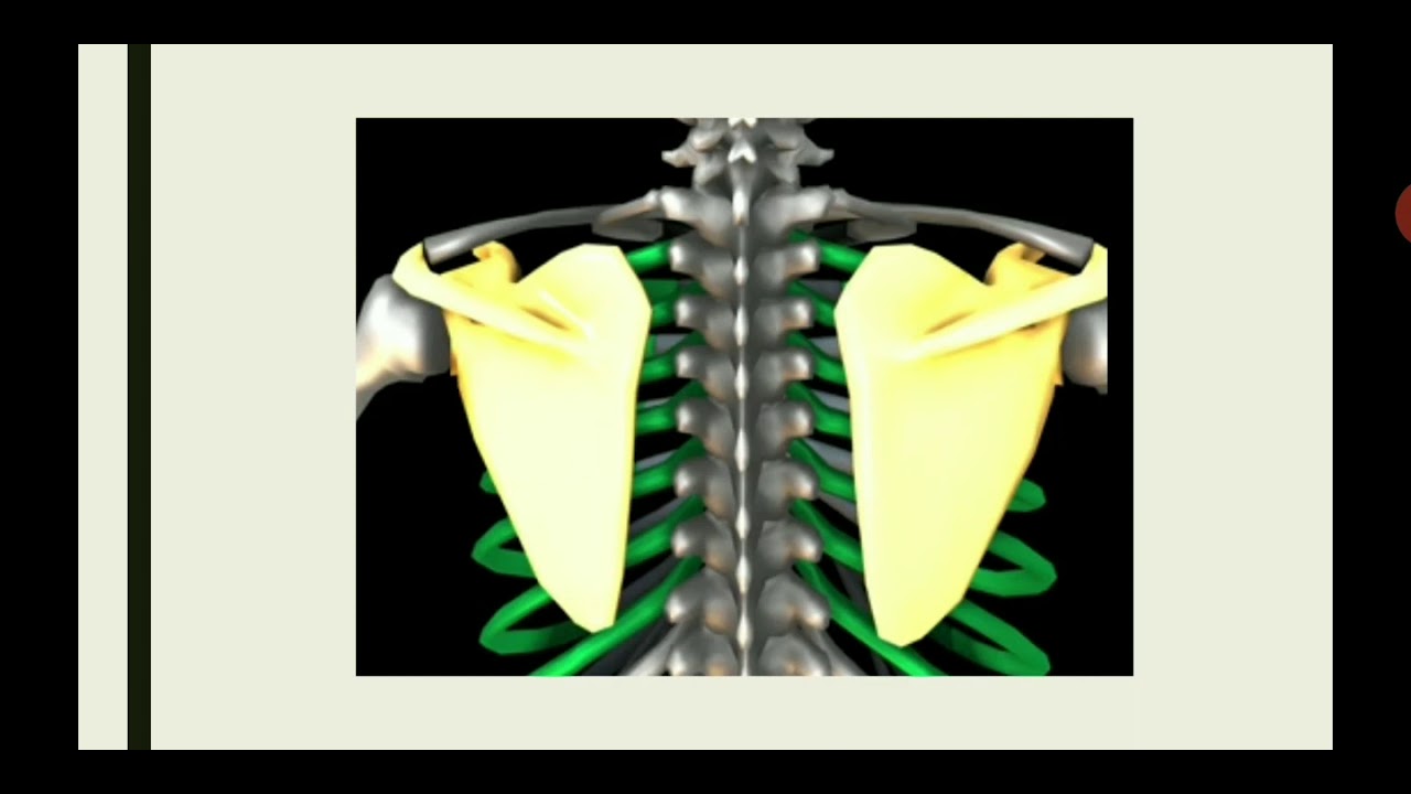 Anatomy of Scapula bone| Simple Hindi Explanation| Medical Spectrum