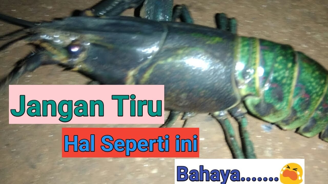 Jangan Tiru Budidaya  Lobster Air  Tawar  Seperti Ini 