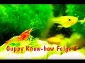 Guppy Know-how Folge 5: Guppys vergesellschaften, Salmler, Bärblinge, Garnelen, HD Dokumentation