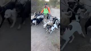 DOGEX:the pack meets a coyote pack #dogreaction #dogtraining #packleader #dogbehaviorist #confidence