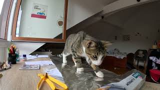 Les chats ont-ils peur du papier daluminium ?