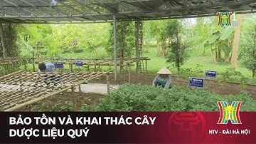 Bảo tồn và khai thác cây dược liệu quý ở Ba Vì | Tin tức