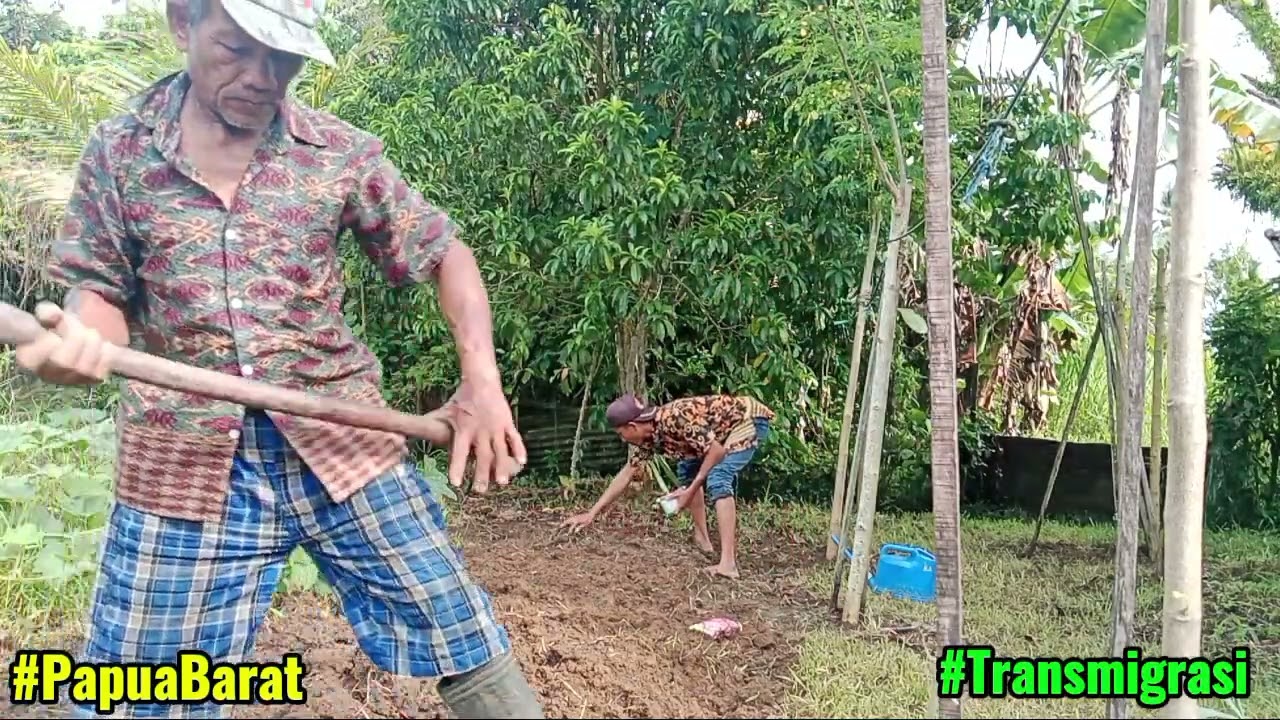 MEMANFAATKAN LAHAN YANG ADA🌱, #kehidupanseharihari #wargatransmigrasi #papuabarat 