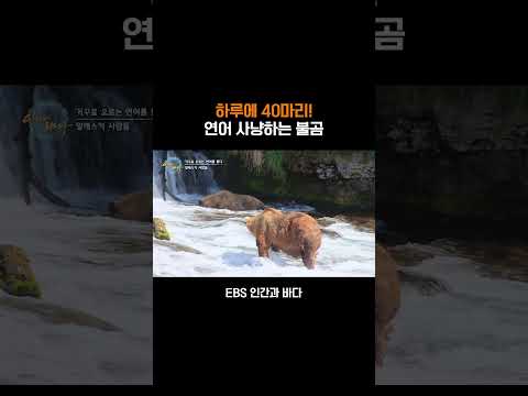 연어 사냥하는 <strong>불곰</strong> #shorts