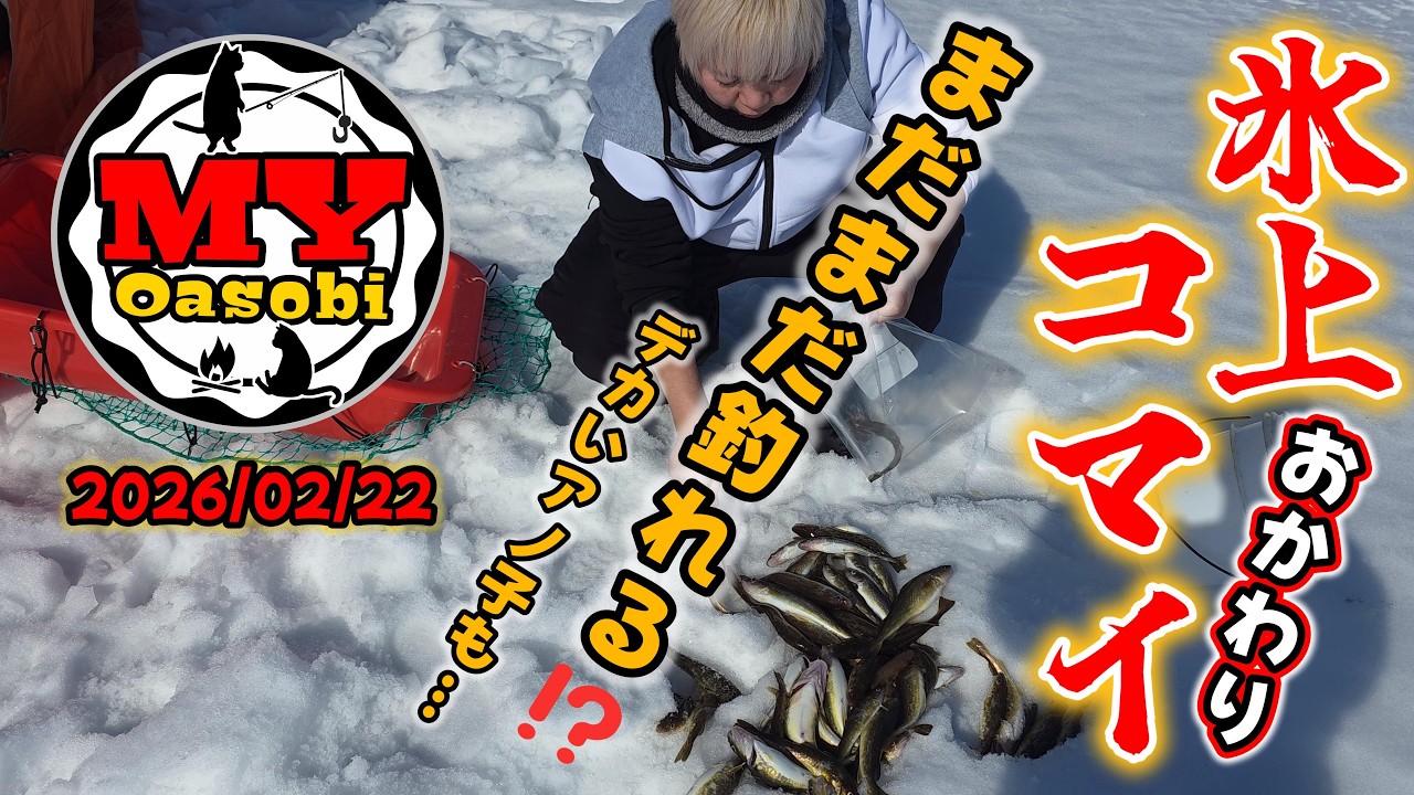 【釣り】 まだまだ釣れる⁉️デカいアノ子も…  氷上コマイ釣り   2026年     #コマイ #北海道釣り #氷上釣り #チカ #オオマイ #カレイ