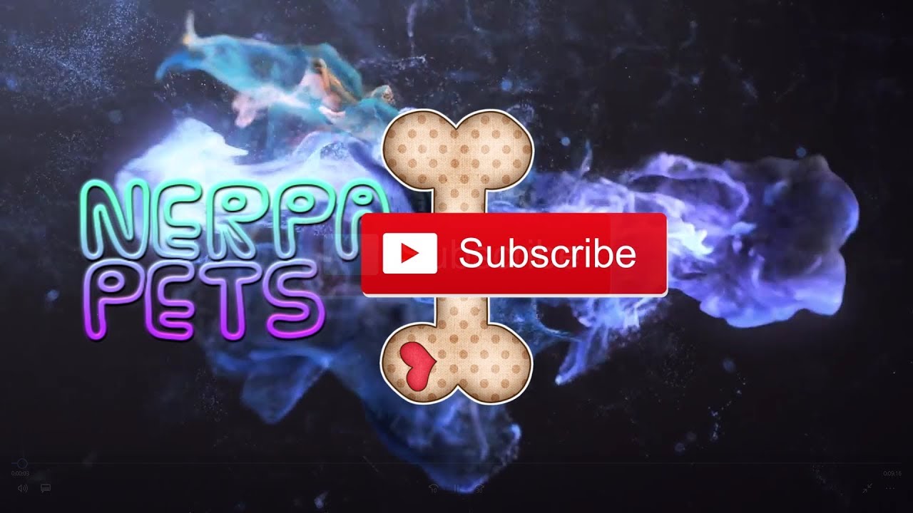 питомцы кукол лол ПОБОЛТАЕМ? / КАК МЫ ПРОВОДИМ ВЕЧЕР С СОБАКАМИ