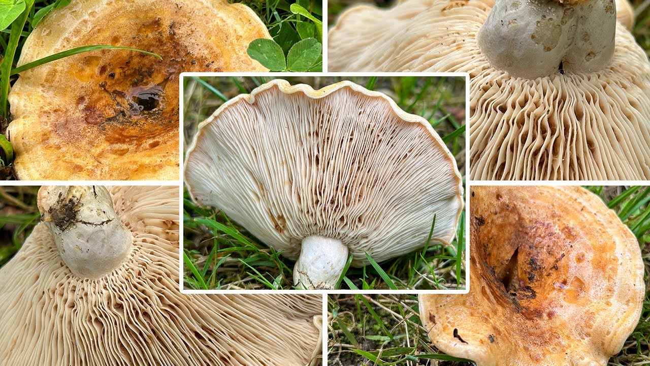 Queraderiger Milchling essbar? Queradriger Milchling, Lactifluus / Lactarius acerrimus