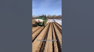 How fast can you grow potatoes 🥔 #farming
