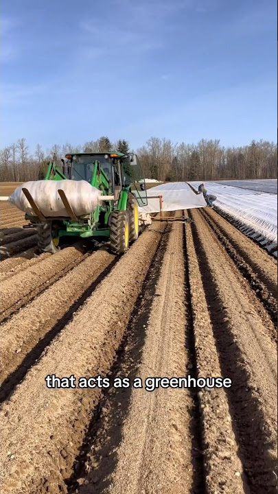 How fast can you grow potatoes 🥔 #farming
