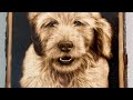 Goose the Dog Pyrography (Woodburning) Time Lapse Video