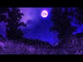 Meditation Music 24/7  💤 | Miracle Healing Music 528Hz | Meditative Relaxing Music | Deep Sleep