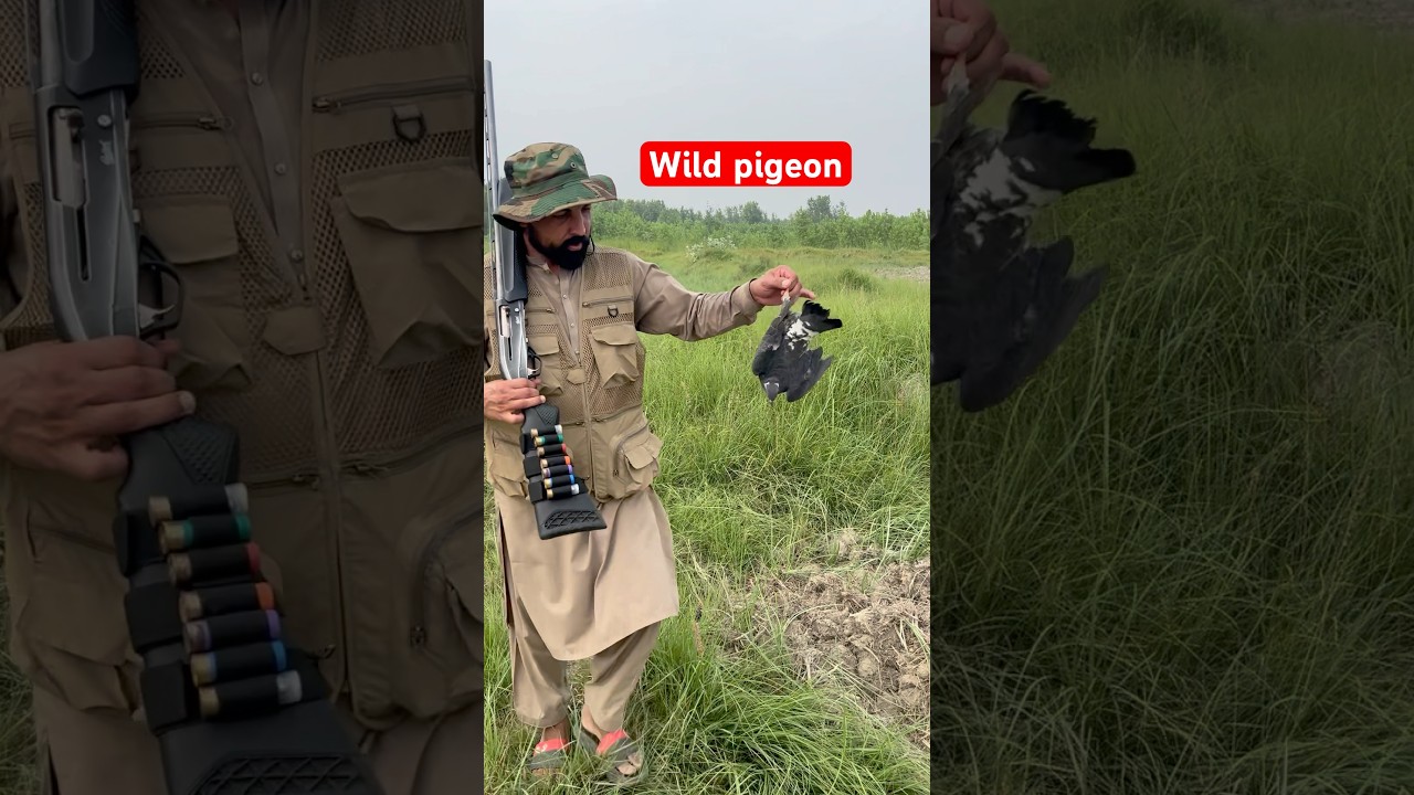 Hunting wild pigeon