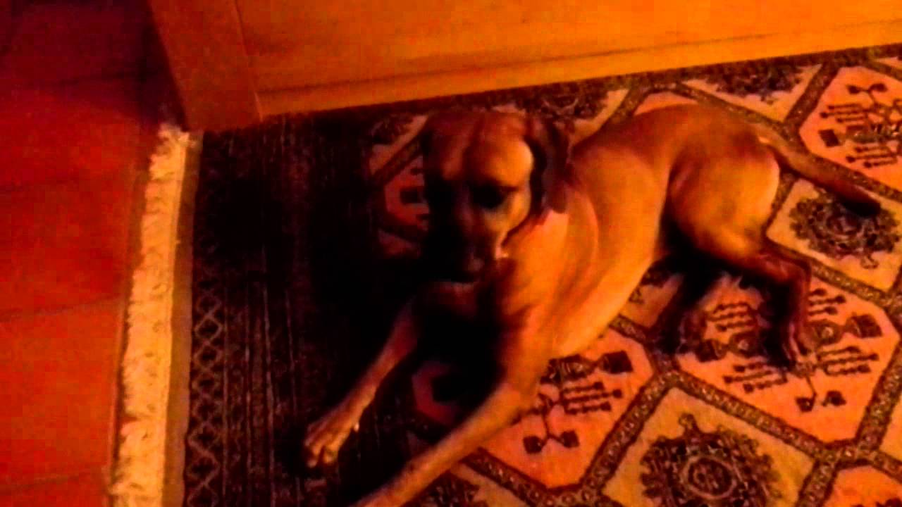 Hund und Katz YouTube