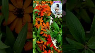 송가인-붉은 목단꽃4집앨범 수록곡 2502발표곡