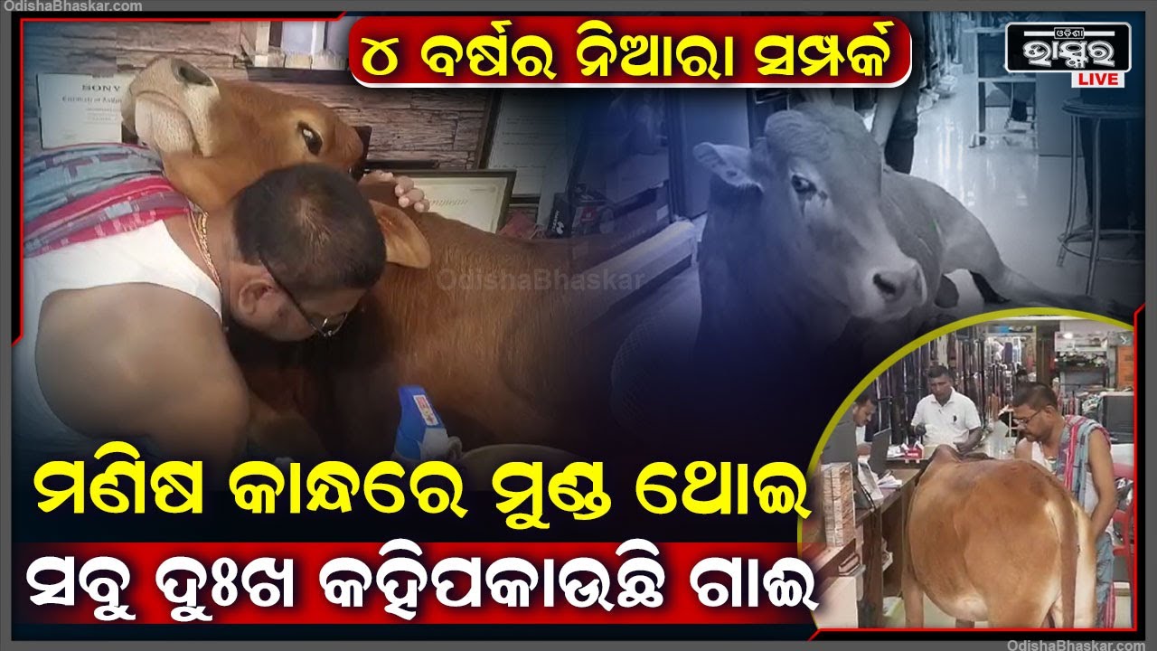 ୪ ବର୍ଷ ହେଲା ଗାଈ ମଣିଷର ନିଆରା ସମ୍ପର୍କ...ଟିକିଏ କଷ୍ଟ ହେଲେ କାନ୍ଧରେ ମୁଣ୍ଡ ଥୋଇ ସବୁ ଦୁଃଖ କହିପକାଉଛି...