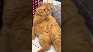 Anak e sopo ki cuah ganteng eram haha#viral #cat #imut #cute #cutecat #pets #funny #shorts #fyp