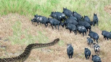 Giant Python Receives Tragic End When Attacking Warthog Herd, This Is What Happened...