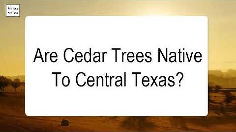 Are Cedar Trees Native To Central Texas