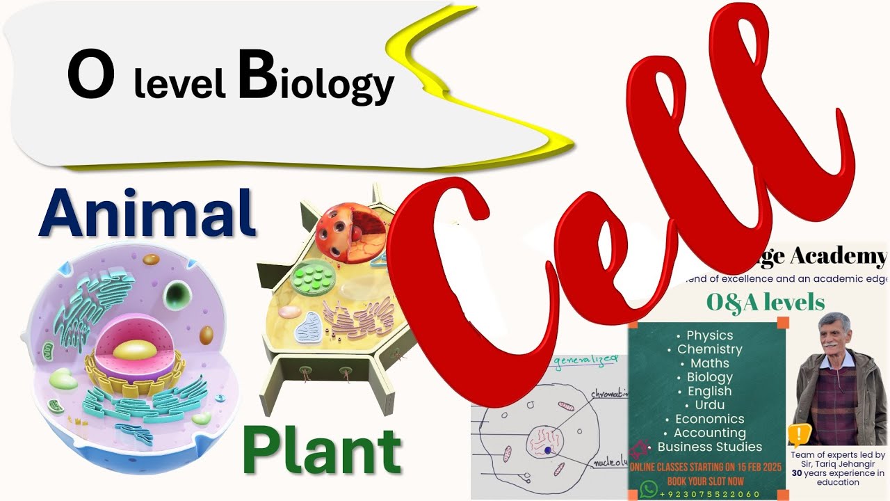 Everything You Need to Know About Plant & Animal Cells | Expert Explanation with Diagrams