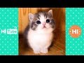 ♥面白いことをしているかわいい犬と猫P23♥面白い動画2018