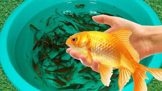 Tiger Barb Betta Ram Cichlid Guppy Koi Carp Fish PingPong Pearl Scale Goldfish Catfish animals Video
