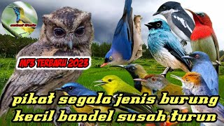 suara pikat burung kecil ribut cocok untuk burung yang bandel susah turun di hutan dan kebun st03